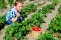 kleiner Junge erntet Erdbeeren aus dem Kleingartenlittle boy harvests strawberries from the Garden
